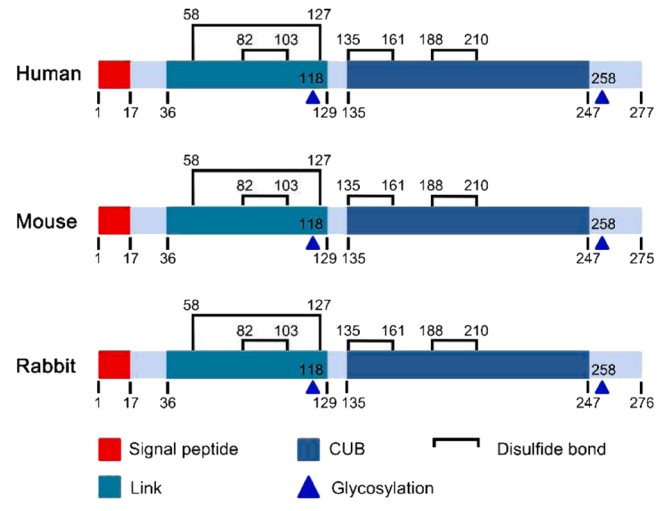 Structure of TSG-6 in different species.jpg